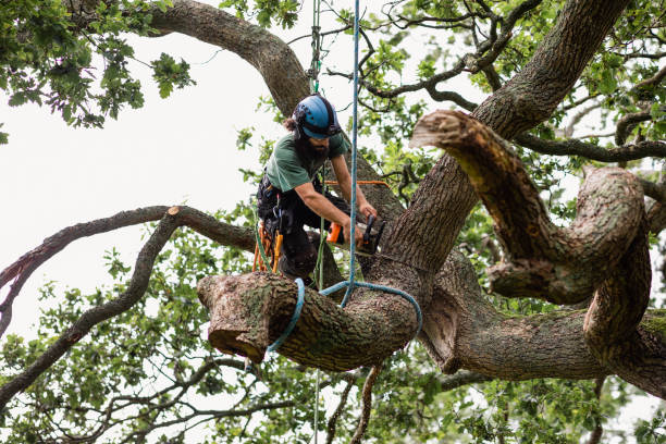 Best Tree Removal  in Carrollton, GA