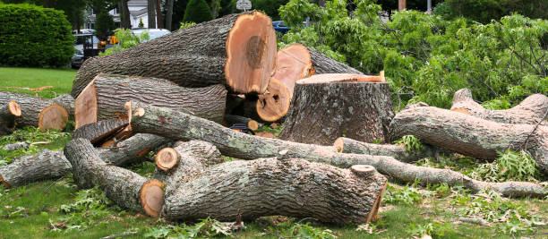 Best Commercial Tree Services  in Carrollton, GA